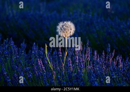 Brihuega, Guadalajara, Spanien. Juli 2020. Löwenzahn in einem Lavendelfeld bei Sonnenuntergang in der Nähe des Dorfes Brihuega, einer der größten Lavendelplantagen in Spanien, die in den kommenden Tagen geerntet werden. Quelle: Marcos del Mazo/Alamy Live News Stockfoto