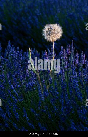 Brihuega, Guadalajara, Spanien. Juli 2020. Löwenzahn in einem Lavendelfeld bei Sonnenuntergang in der Nähe des Dorfes Brihuega, einer der größten Lavendelplantagen in Spanien, die in den kommenden Tagen geerntet werden. Quelle: Marcos del Mazo/Alamy Live News Stockfoto