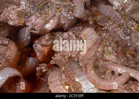 Putenfleisch in Stücke geschnitten und in Rotwein mit Zwiebeln und Gewürzen mariniert. Nahaufnahme, Oberflächenstruktur Stockfoto