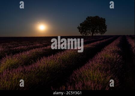 Brihuega, Guadalajara, Spanien. Juli 2020. Der Vollmond des Juli, bekannt als Buck Moon, steigt mit Saturn und Jupiter über einem Lavendelfeld in der Nähe des Dorfes Brihuega auf, einer der größten Lavendelplantagen Spaniens, die in den kommenden Tagen geerntet werden. Quelle: Marcos del Mazo/Alamy Live News Stockfoto