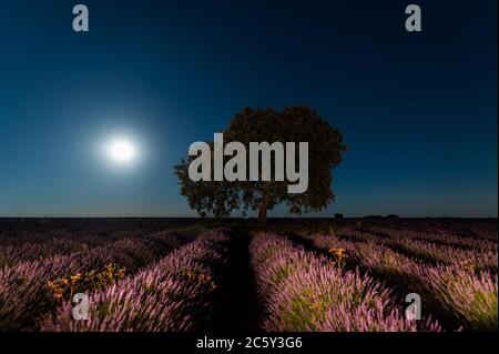 Brihuega, Guadalajara, Spanien. Juli 2020. Der Vollmond des Juli, bekannt als Buck Moon, steigt mit Saturn und Jupiter über einem Lavendelfeld in der Nähe des Dorfes Brihuega auf, einer der größten Lavendelplantagen Spaniens, die in den kommenden Tagen geerntet werden. Quelle: Marcos del Mazo/Alamy Live News Stockfoto