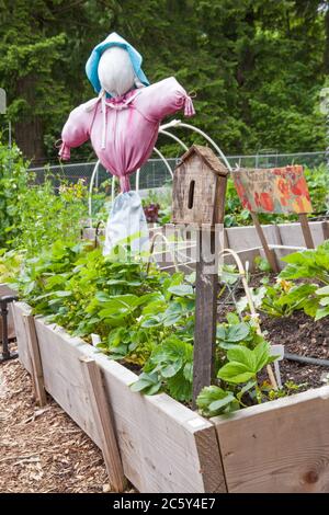 Erhabener Erdbeer- und Gemüsegarten mit einer weiblichen Vogelscheuche und einem Schmetterlingshaus, gepflanzt von der Junior Gardener's Group Stockfoto