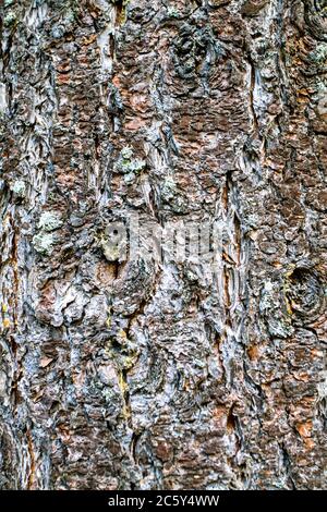 Douglas Fir Baumrinde im Squak Mountain State Park in Issaquah, Washington, USA Stockfoto