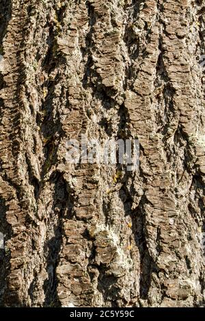 Douglas Fir Baumrinde im Squak Mountain State Park in Issaquah, Washington, USA Stockfoto