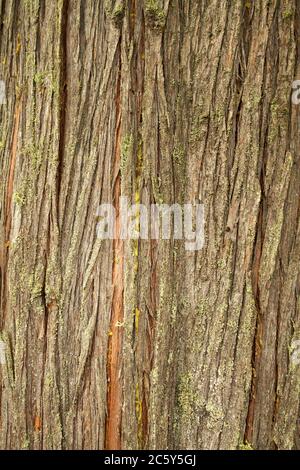 WESTERN Red Cedar Tree Bark im Squak Mountain State Park in Issaquah, Washington, USA Stockfoto