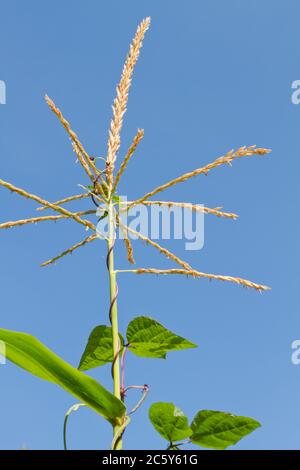 Violett podded stranglose Polbohnen, die einen Maisstiel für die Unterstützung in einem Garten in Bellevue, Washington, USA aufwachsen. Bohnen und Mais sind Begleitern Pflanzen Stockfoto