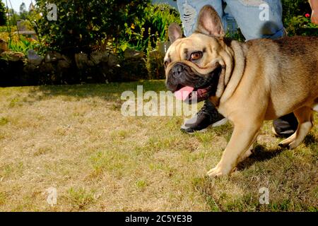 Französische Bulldogge im Garten Stockfoto
