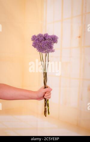 Frauen Hand hält einen Strauß VIOLETT TRACHELIUM Sommer Blumen Vielfalt, Studio Schuss, lila Blumen Stockfoto