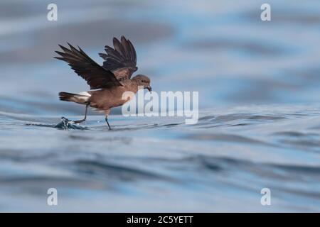 Keil-rumped Storm-Petrel (Oceanodroma tethys) in der Nähe der Galapagos-Inseln, Pazifischer Ozean 13 Nov 2017 Stockfoto