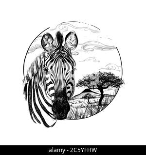 Handgezeichnetes Zebra, Skizzengrafik monochrome Illustration auf weißem Hintergrund (Originale, keine Nachzeichnung) Stockfoto