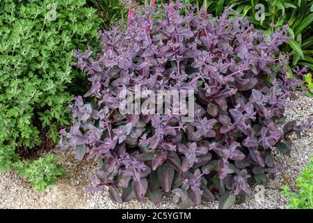 Stonecrop, Sedum 'Karfunkelstein', Hylotephium telephium 'Xenox' Stockfoto