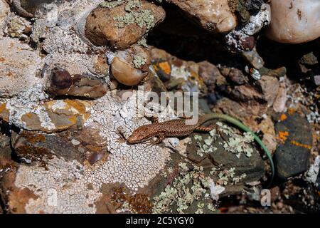 Eine braune Eidechse mit einem grünen Schwanz sitzt auf einem warmen Stein in der Sonne. Stockfoto