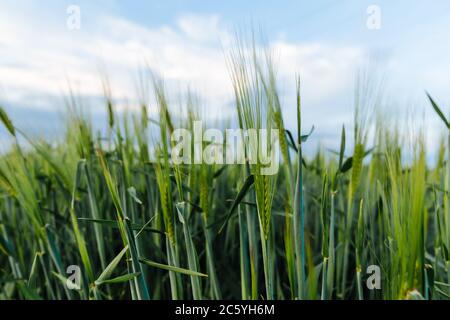 Junger grüner Weizen auf dem Feld gegen den blauen Himmel und weiße Wolken. Landwirtschaftliches Konzept. Stockfoto