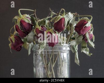 Verwelkte Rosen auf dunklem Grund Stockfoto