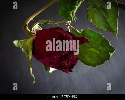 Verwelkte Rosen auf dunklem Grund Stockfoto