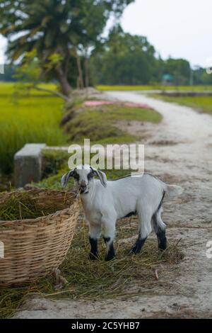 Ein Junge Ziege, die Gras frisst, sieht niedlich aus vor einer Dorfstraße Stockfoto