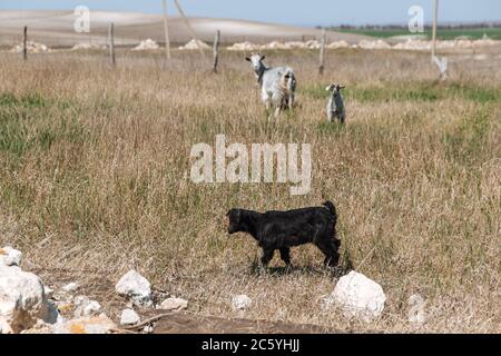 Zwei kleine Kinder von schwarz und weiß gehen auf dem Gras. Und neben ihnen ist ihre Ziegenmutter. Stockfoto