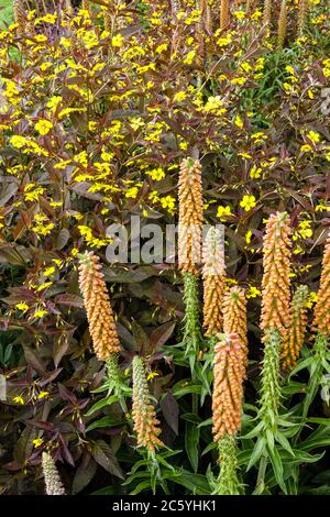 Lysimachia Feuerwerkskörper Digitalis parviflora Stockfoto