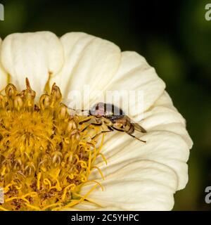 Nahaufnahme der Blowfly, Stomorhina-Art, mit großen Augen, auf hellgelben Blütenblättern der Zinnia-Blüte vor dunkelgrünem Hintergrund in Australien Stockfoto