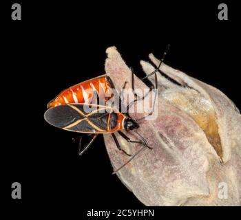 Nahaufnahme von zwei bunten roten und schwarzen Cotton Stainer Bugs, Dysdercus decussatus, die sich auf einer toten Blume von Baumwollbaum / Hibiskus im australischen Garten paaren Stockfoto
