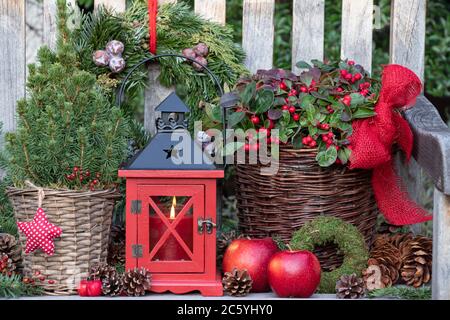 Rustikale weihnachtsdekoration mit roter Laterne und Winterpflanzen im Korb Stockfoto