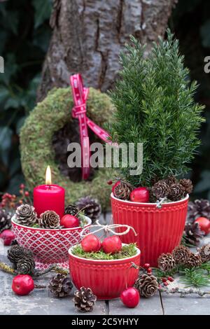 weihnachtsgartendekoration in rot mit Krabbenäpfeln, Kerze und Nadelholz Stockfoto