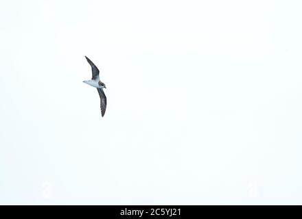 Desertas Petrel (Pterodroma deserta) fliegt über den Atlantik vor Madeira, Portugal. Stockfoto