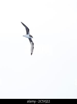 Desertas Petrel (Pterodroma deserta) fliegt über den Atlantik vor Madeira, Portugal. Stockfoto