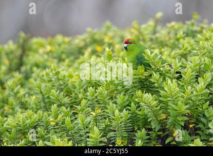 Auckland Islands Rotkroniger Sittich (Cyanoramphus novaezelandiae novaezelandiae). Auch bekannt durch seinen Maori Namen von kakariki. Sitzen auf Grün Stockfoto