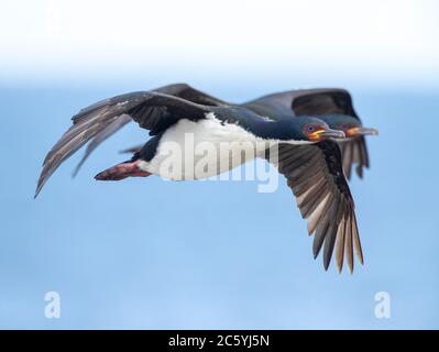 Zwei Auckland Islands Shags (Leucocarbo colensoi) im Flug entlang der Küste auf Enderby Island, Auckland Islands, Neuseeland. Stockfoto