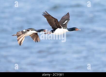 Zwei Auckland Islands Shags (Leucocarbo colensoi) im Flug entlang der Küste auf Enderby Island, Auckland Islands, Neuseeland. Stockfoto