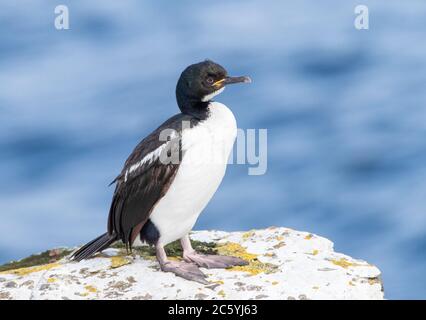 Unreife Auckland Islands Shag (Leucocarbo colensoi) auf Enderby Island, Auckland Islands in subantarktischem Neuseeland. Stockfoto