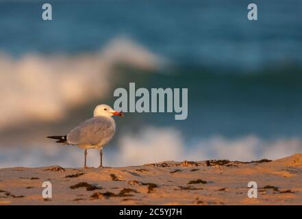 Erwachsene Audouin-Möwe (Ichthyaetus audouinii), die an einem Strand in der Nähe von Tarifa, in Südspanien, während eines frühen Herbstmorgens mit einbrechender Welle steht Stockfoto