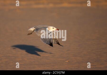 Erwachsene Audouin-Möwe (Ichthyaetus audouinii) fliegt über einen Sandstrand, an einem frühen Herbstmorgen, in der Nähe von Tarifa in Südspanien. Stockfoto