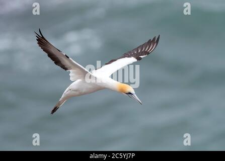 Australasian Gannet (Morus Serrator), auch bekannt als Australian Gannet, in Neuseeland. Stockfoto