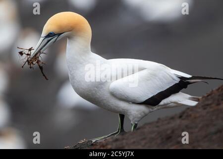 Australasian Gannet (Morus Serrator), auch bekannt als Australian Gannet, in Neuseeland. Erwachsener steht am Rand der Kolonie mit Nestmaterial. Stockfoto