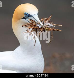 Australasian Gannet (Morus Serrator), auch bekannt als Australian Gannet, in Neuseeland. Nestmaterial für Erwachsene. Stockfoto