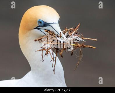 Australasian Gannet (Morus Serrator), auch bekannt als Australian Gannet, in Neuseeland. Nestmaterial für Erwachsene. Stockfoto