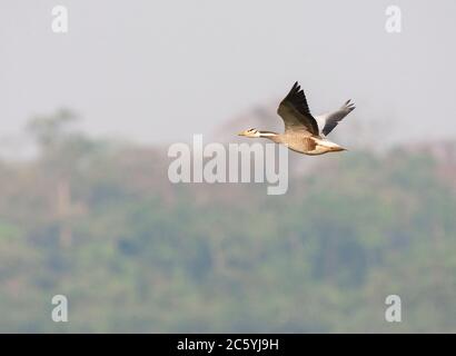 Überwinternde Barkeggans (Anser indicus) in Asien. Fliegen mit Waldkante im Hintergrund. Stockfoto