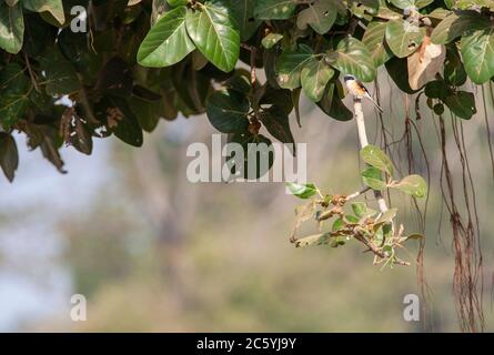 Erwachsener Lorbeer-Würger (Lanius vittatus), der auf einem Zweig aus einem Baum ragt. Stockfoto
