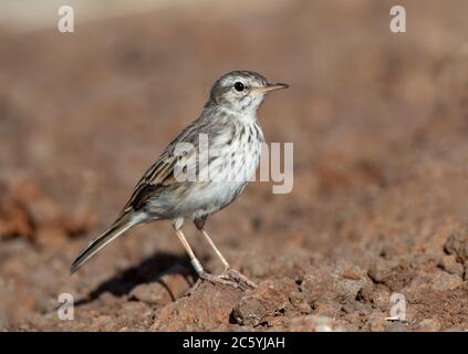 Berthelot's Pipit (Anthus berthelotii) auf der Insel Madeira im nördlichen Atlantik. Stockfoto