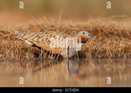 Schwarzbauchhuhn (Pterocles orientalis) in den Steppen bei Belchite in Spanien. Trinkende männliche am Süßwasserpool. Stockfoto