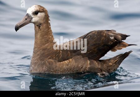 Schwimmen Schwarzfußalbatros (Phoebastria nigripes) vor der Küste von Kalifornien, USA. Stockfoto