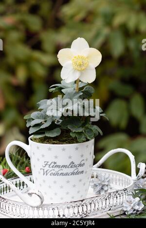 weihnachtsdekoration mit helleborus niger in Tasse Stockfoto