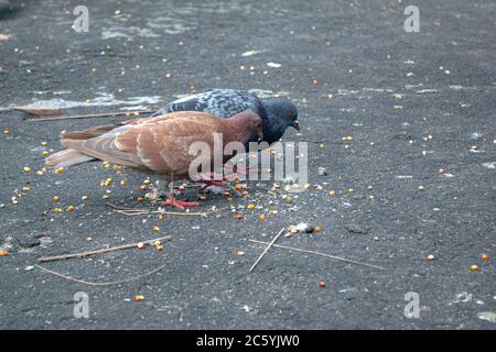 Taube ist ein Vogel, der Tausende von Jahren in unmittelbarer Nähe zum Menschen lebt. Es gibt über 300 verschiedene Taubenarten, die man thr finden kann Stockfoto