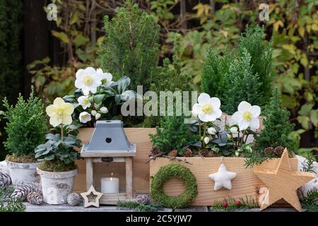 Wintergartendekoration mit helleborus niger, Nadelholz in Holzkiste und Laterne Stockfoto