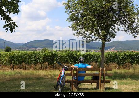 Fahrradfahrer macht Pause auf einer Bank und blicks zum Pfälzerwald. Im Hintergrund ist die Kalmit zu erkennen, mit fast 700 Metern der höchsten Berg i Stockfoto