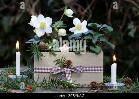 Wintergartendekoration mit helleborus niger in Holzkiste und Kerzen Stockfoto