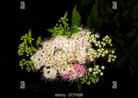 Cluster von kleinen weißen und rosa Blüten neben Knospen auf einer japanischen Spiraea Pflanze. Stockfoto