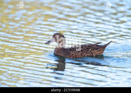 Erwachsene Brown Teal (Anas Chlorotis) Schwimmen in einem See in Raubtier-geschützten Heiligtum Tawharanui Regional Park, North Island, Neuseeland. Der Māori Name f Stockfoto